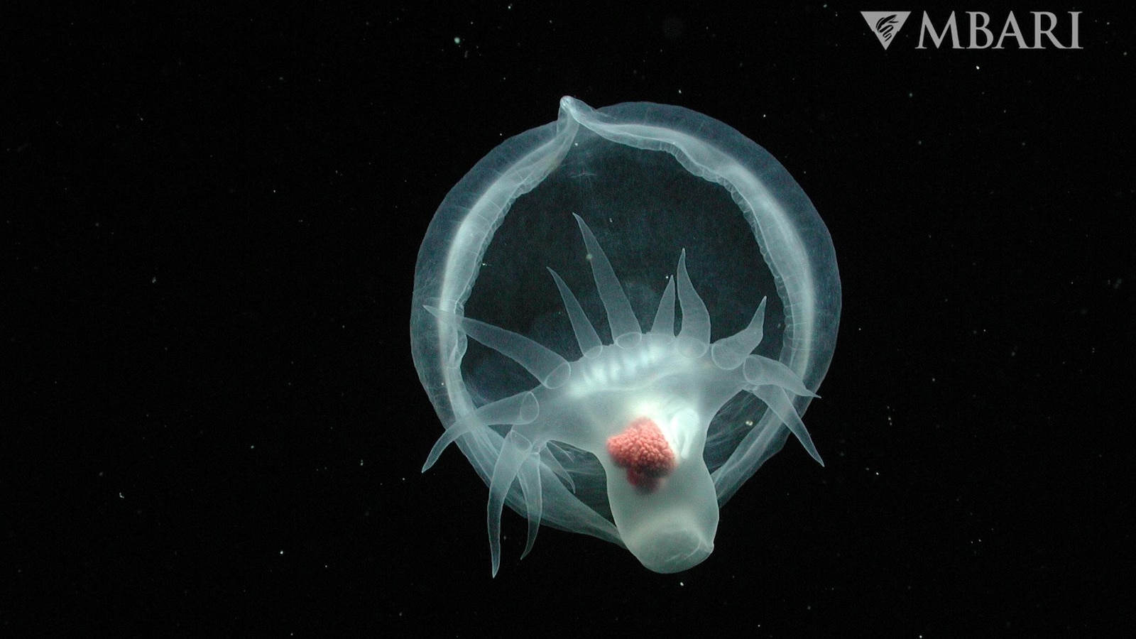 California researchers discover mysterious, gelatinous new sea slug