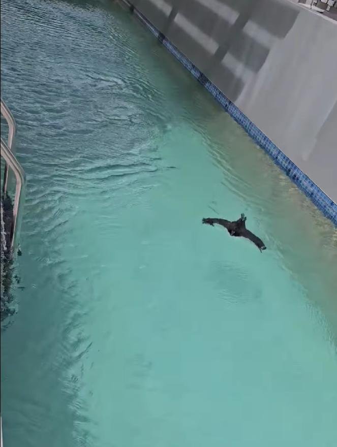 Stranded bat rescued from hotel swimming pool